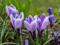 Krokus Blüten hell lila